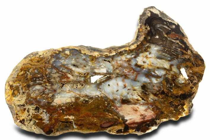 Colorful Hubbard Basin Petrified Wood Slab - Nevada #337704
